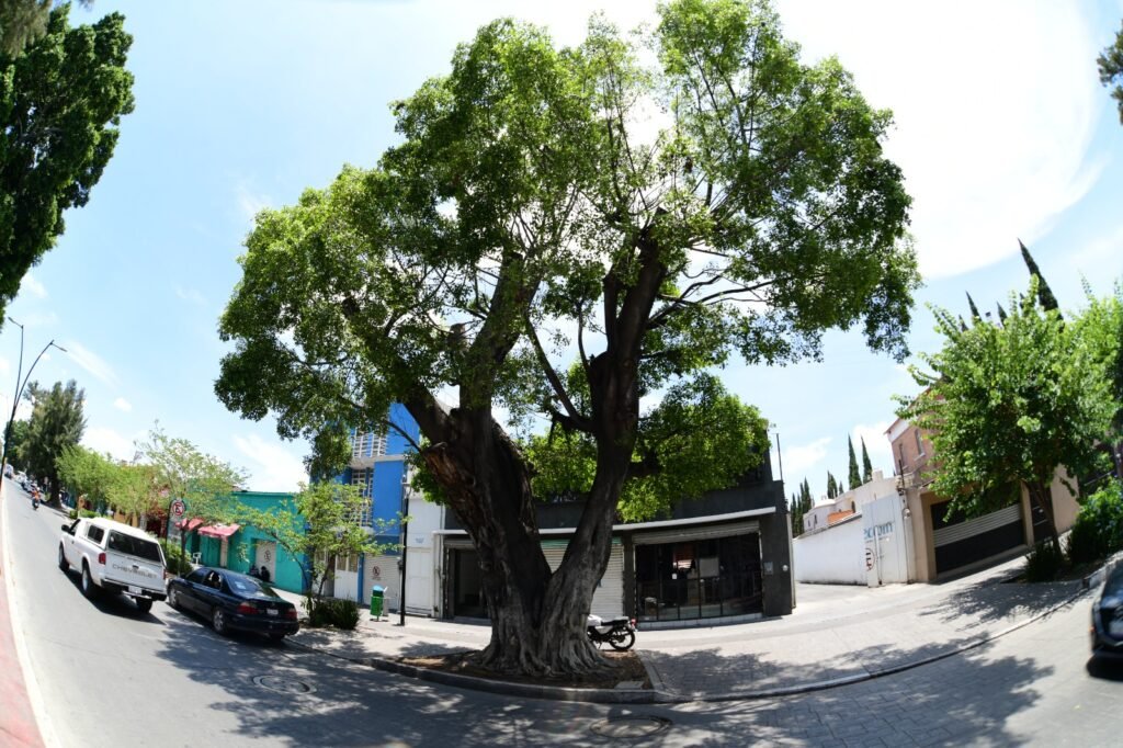 Aplican Acciones de Conservación a Árboles Monumentales