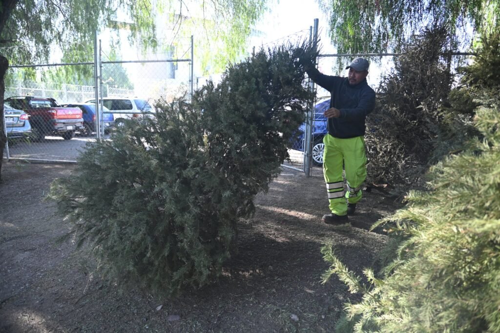 INICIA ACOPIO DE ÁRBOLES NAVIDEÑOS EN IRAPUATO