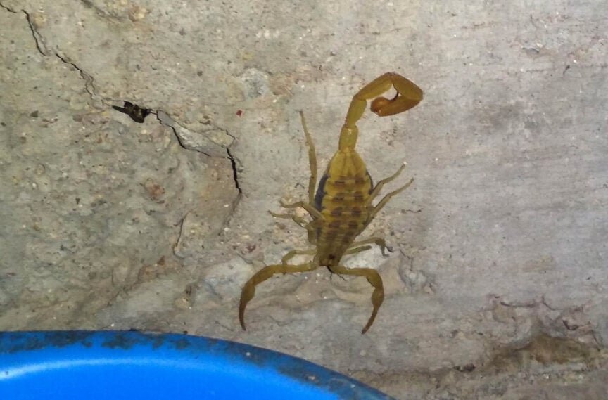 Alertan por picaduras de alacrán