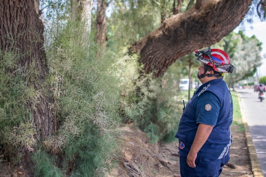 PC y Bomberos intensifican inspecciones de árboles y espectaculares por temporada de lluvias